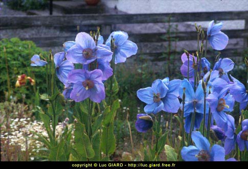 Mconopsis, West Highlands, Ecosse