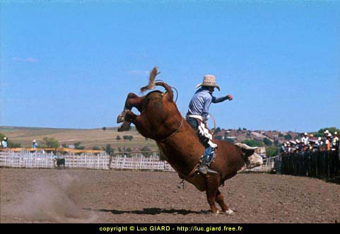 Rodo sur boeuf, Chihuahua, Mexique